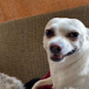 Meet your Posher, Jesus